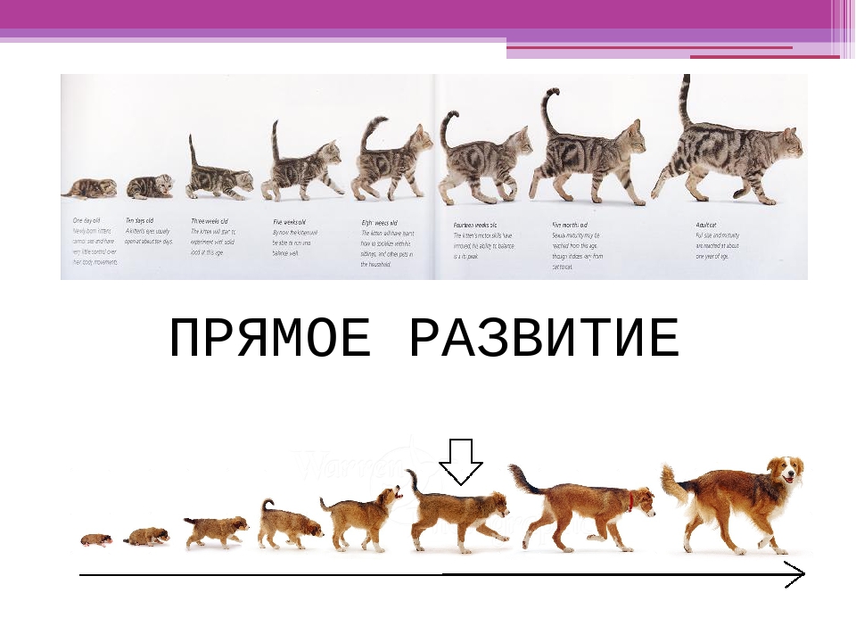 Развитие млекопитающих прямое или непрямое