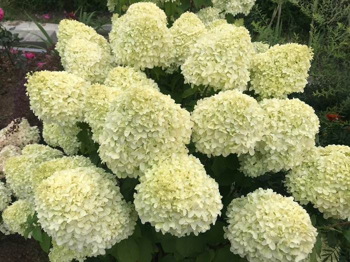 Гортензия метельчатая Limelight – крупные соцветия на фоне листвы. Гортензия Лаймлайт с лаймово-зелёными соцветиями