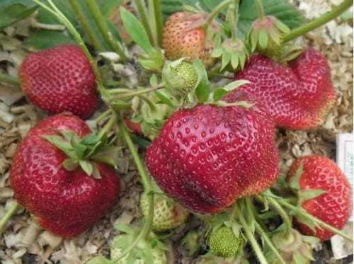 клубника цунаки