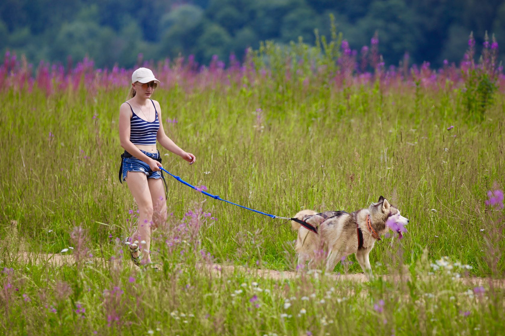 Dog tracking поход с собаками. Походы с собакой на поводке по пересеченной местности. Dog tracking поход с собаками серебро севера. Племя белых псов тур.