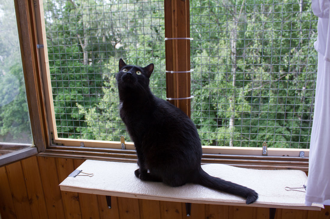 Как выбрать и установить сетку на окна для кошек: варианты решения проблемы