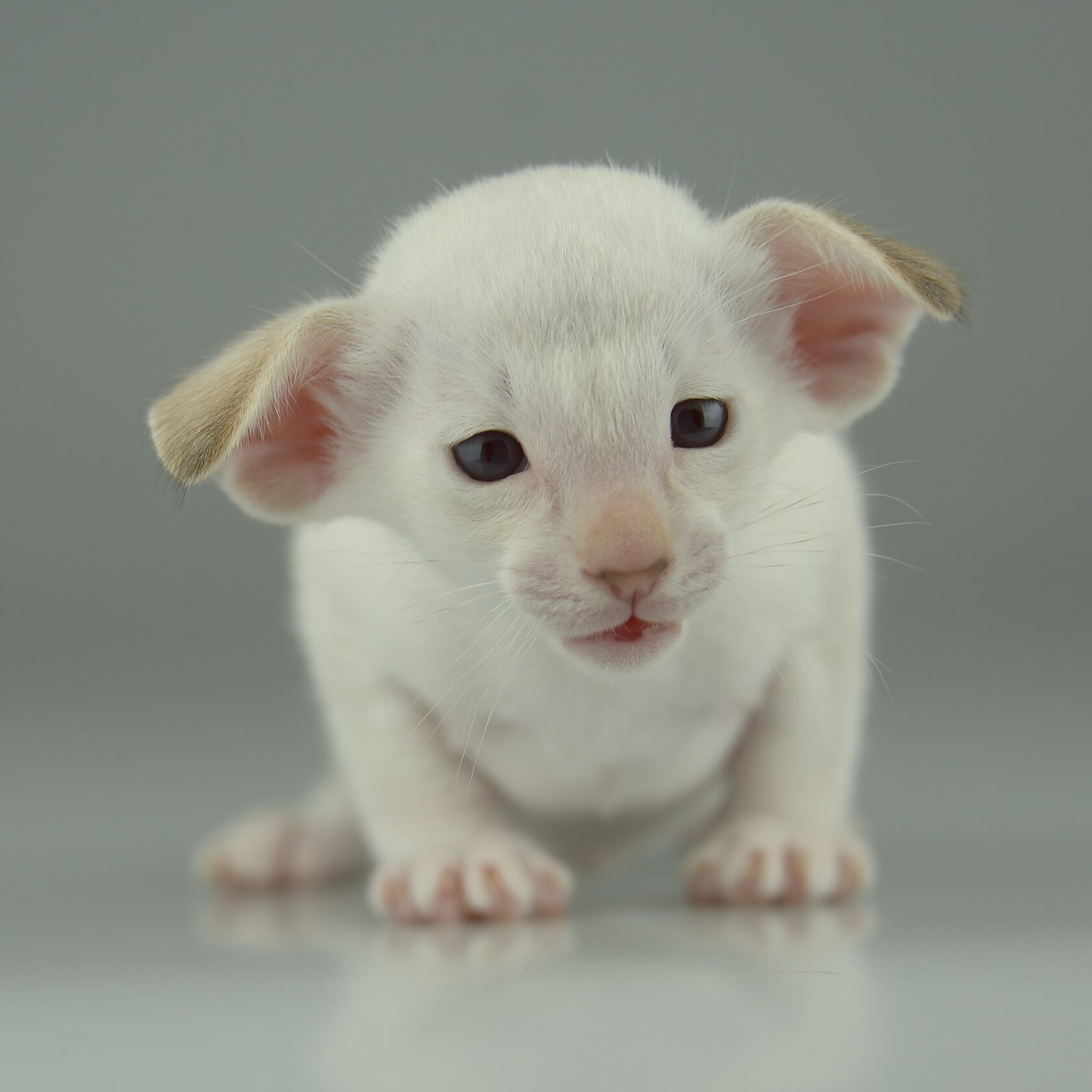 Есектің фотосында құйрық бар