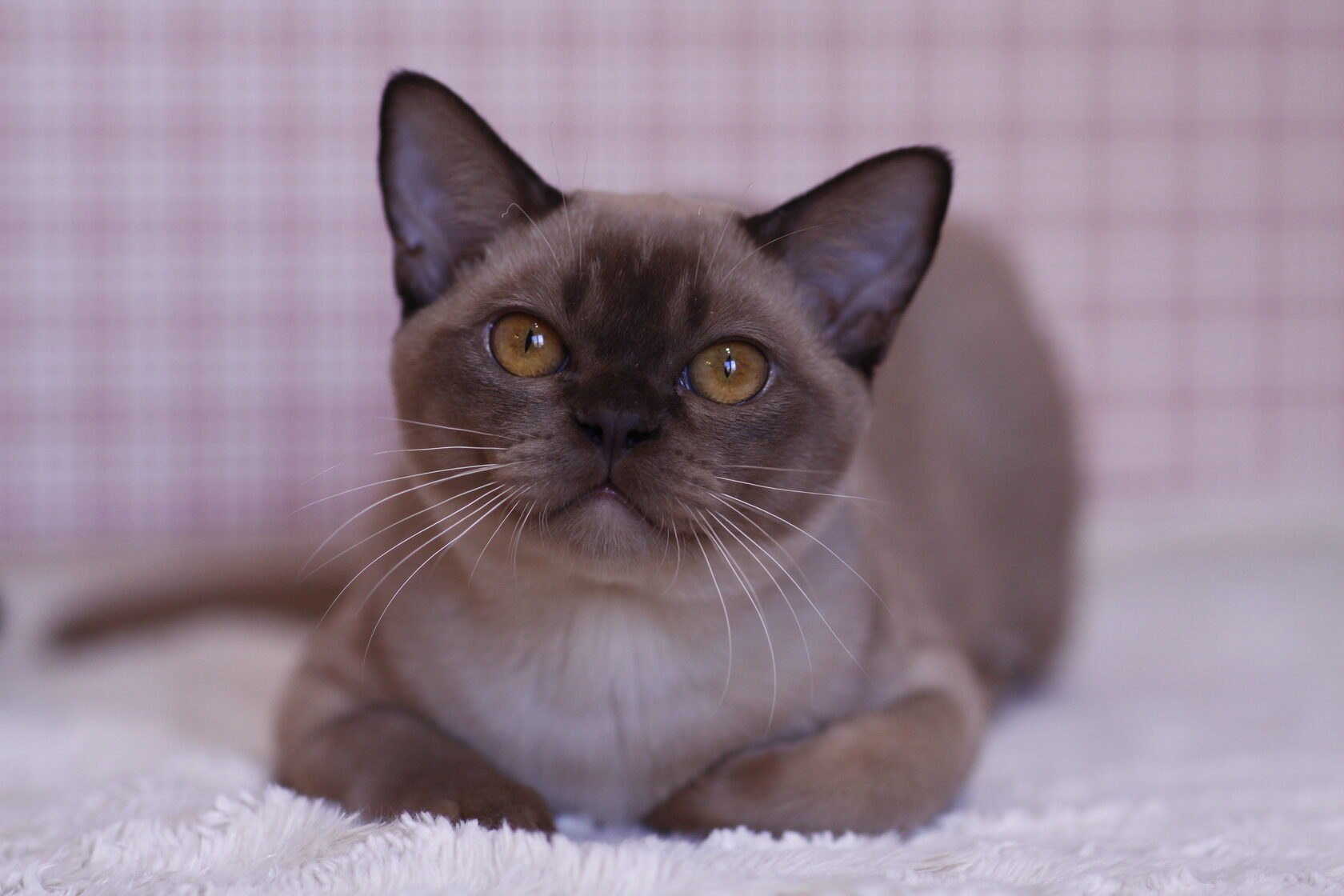 Бурманский кот шоколадного окраса | 6 месяцев