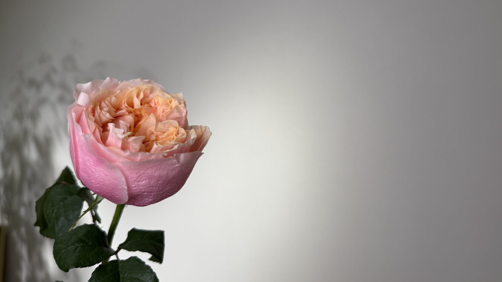 Цветы на день матери в Красноярске и Емельяново