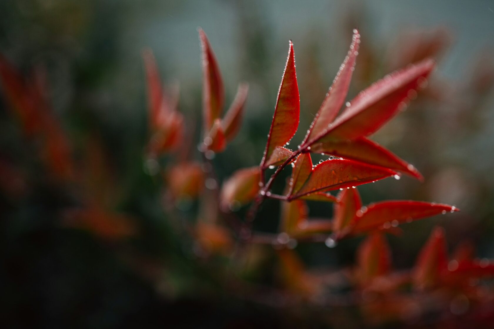 Autumn Leaves