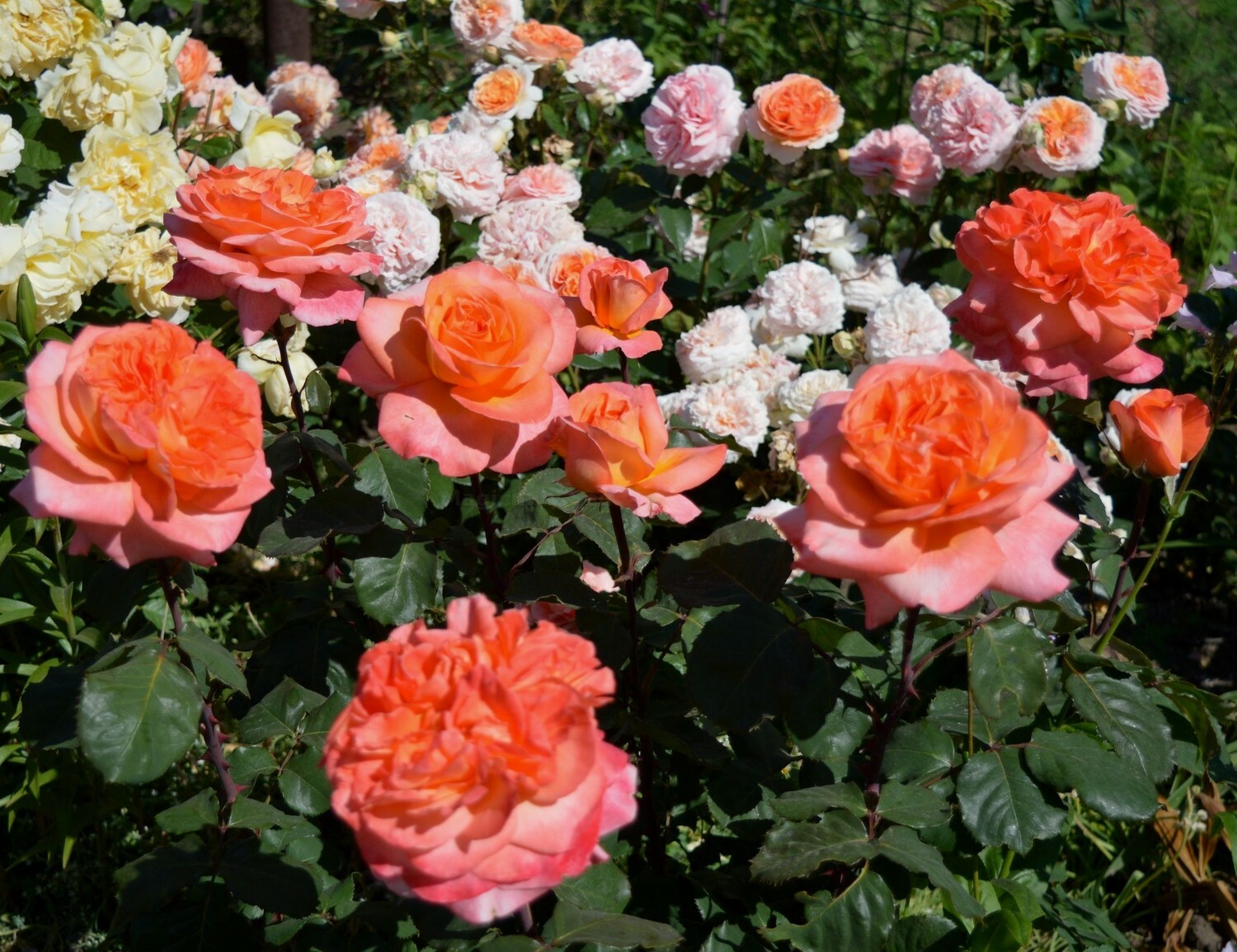 Сорт розы Рене Госсини