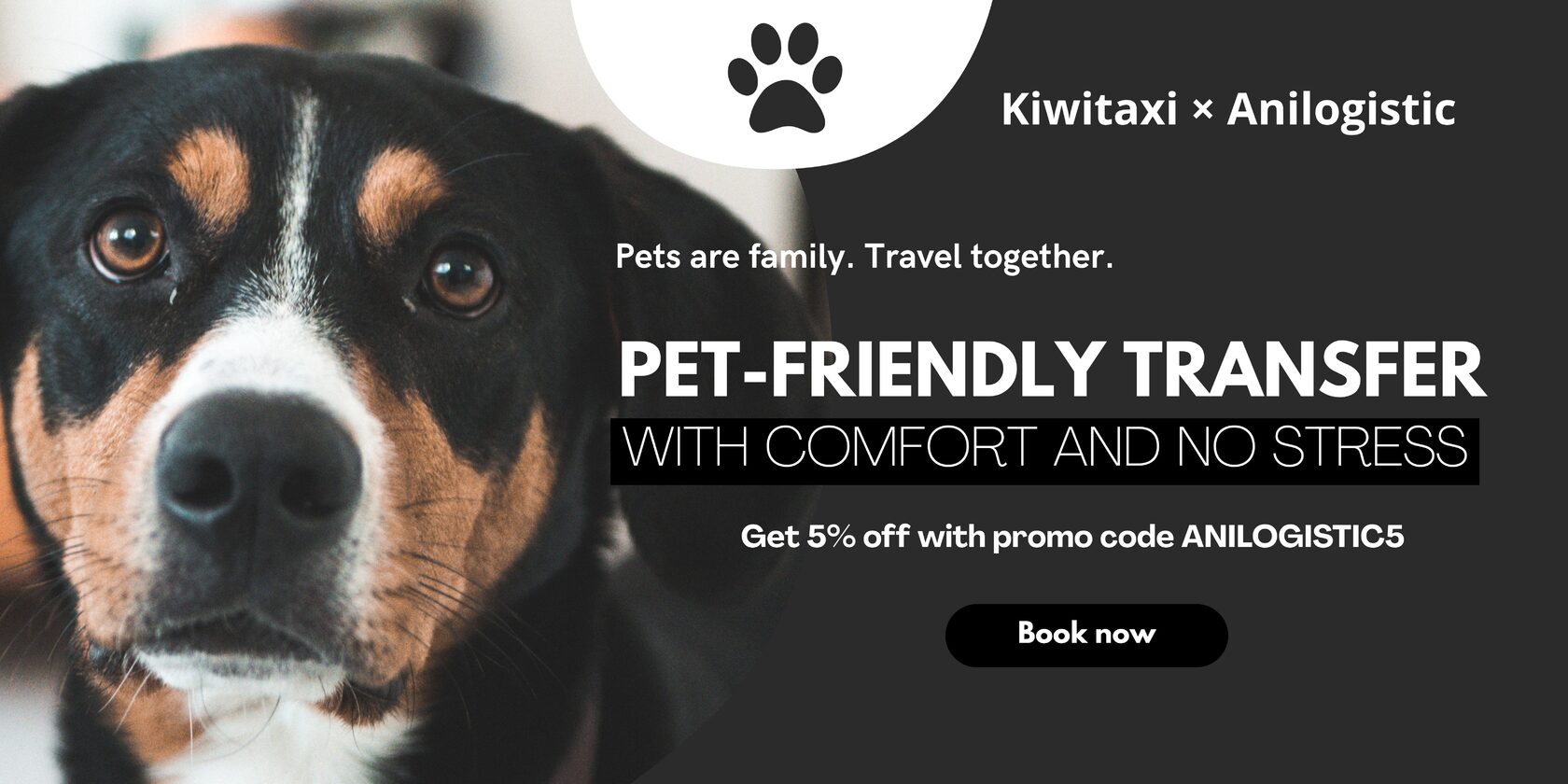 transfer with dog and cats for/to airport
