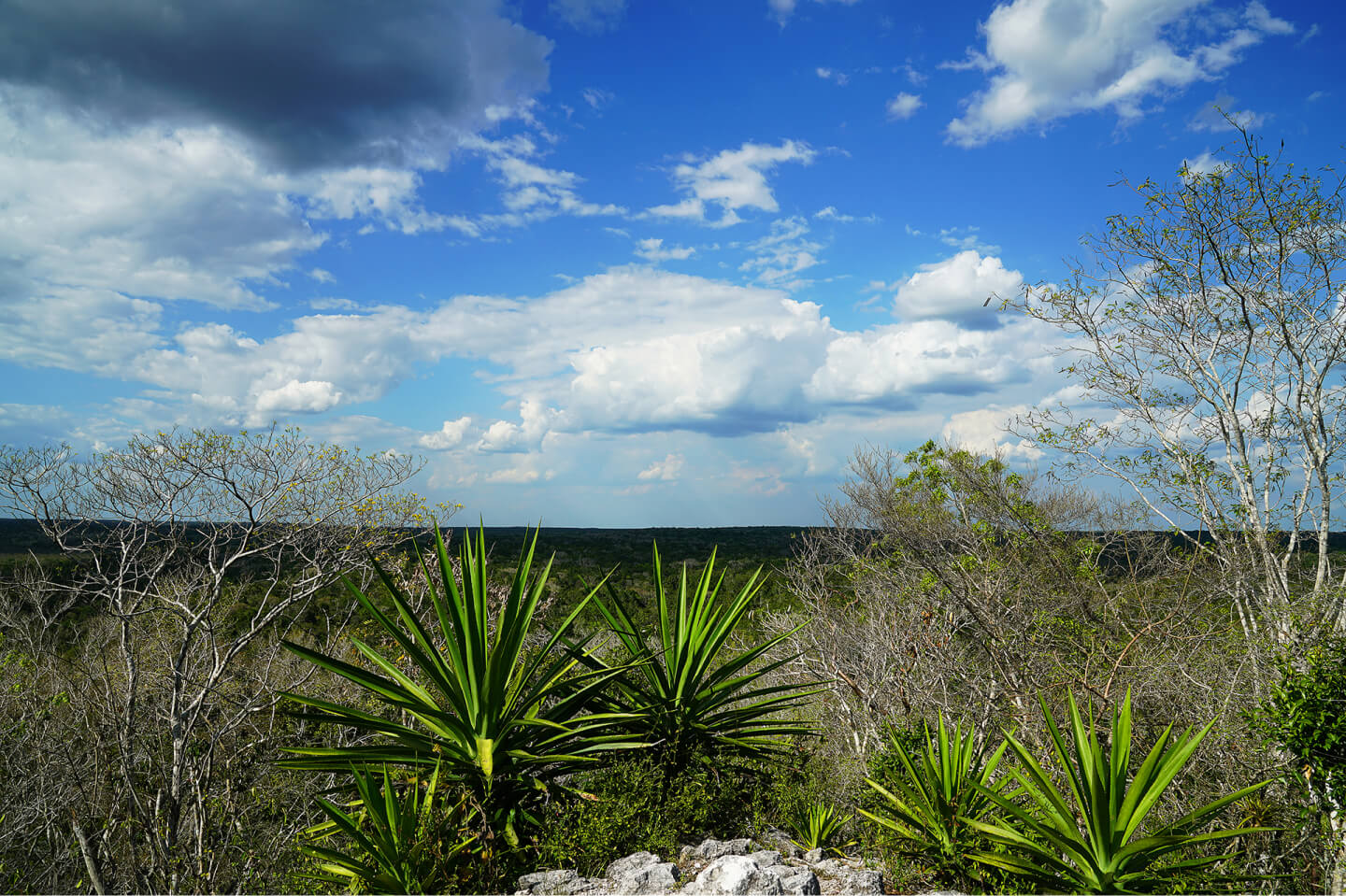 El Mirador, Petén Department. 2018.