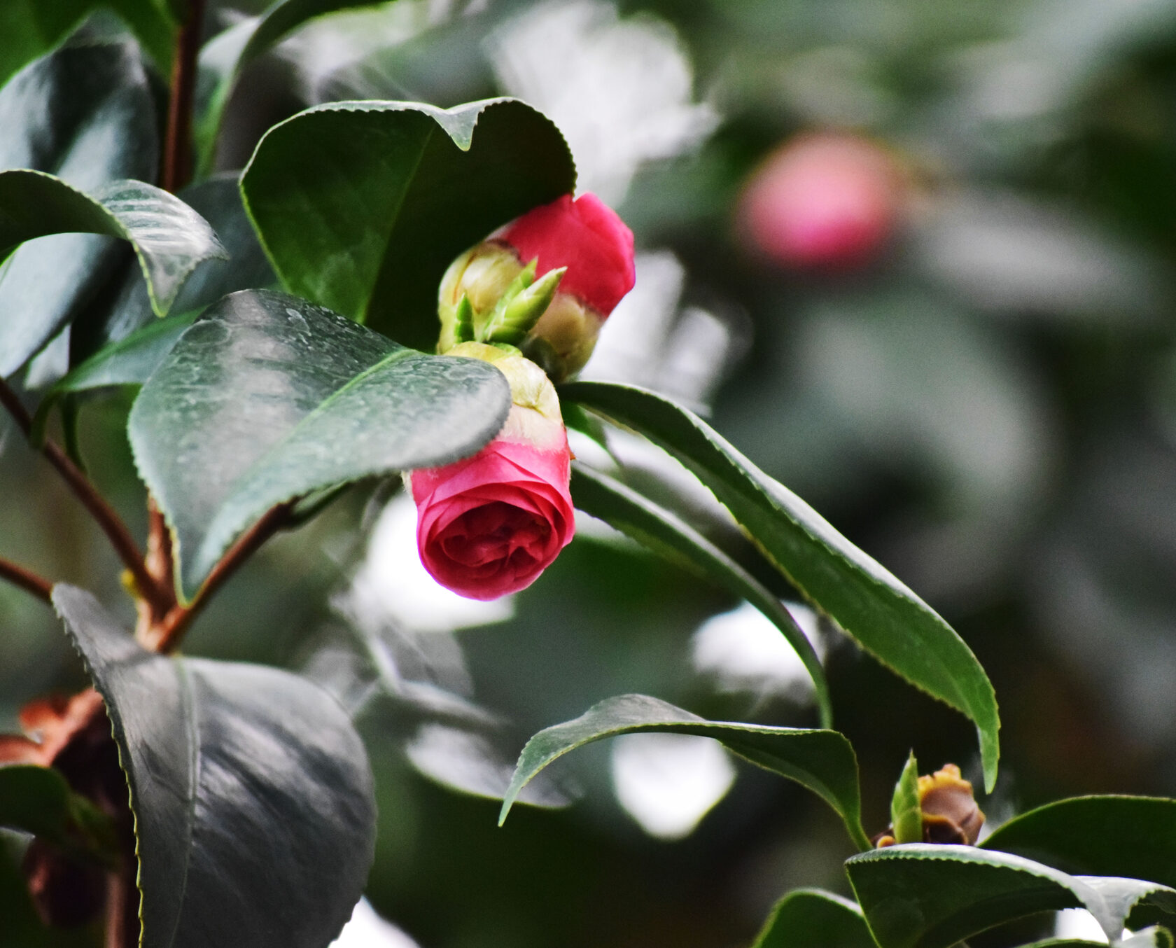 Камелия японская. Ботанический сад КемГУ