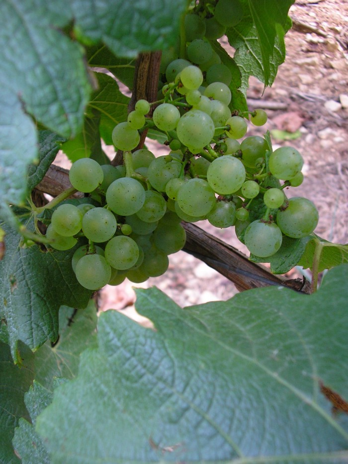 small berries