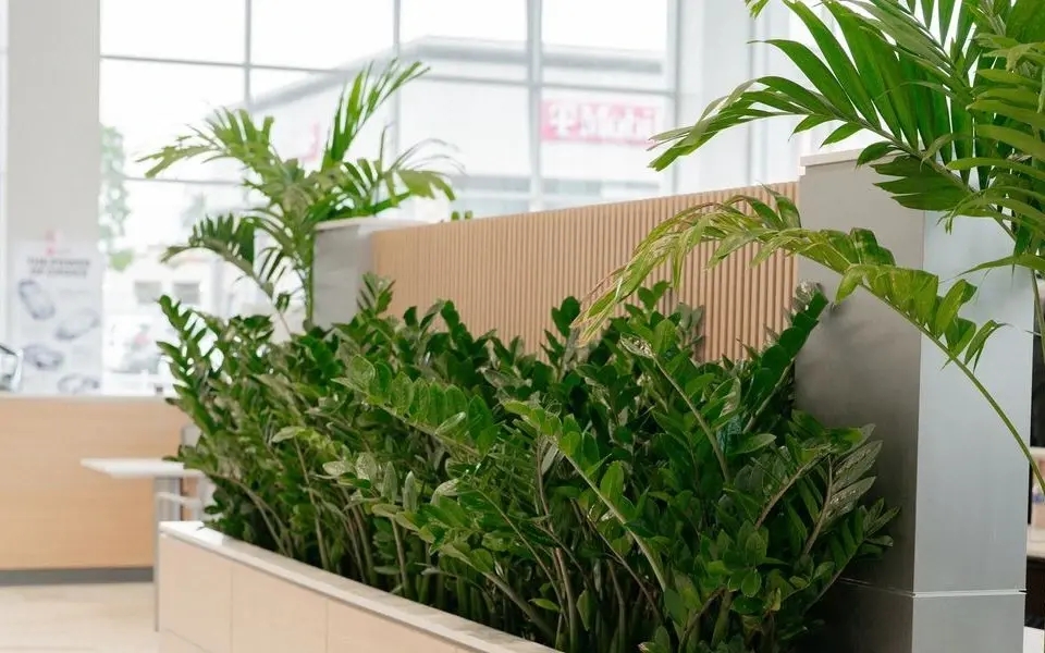 Interior plants in a Toyota dealership showroom
