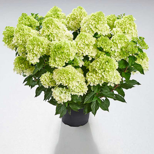 Гортензия метельчатая пантонелла