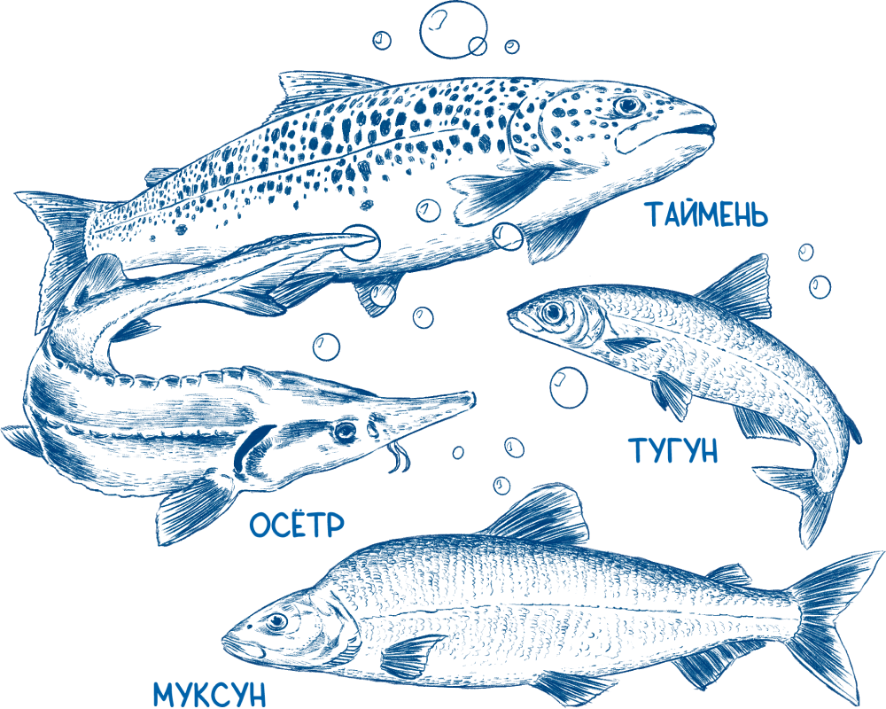 Сиговые виды рыб названия. Рыба хищник рисунок. Рисунки рыб и название в Екатеринбурге. Морская Промысловая рыба изображение и название.