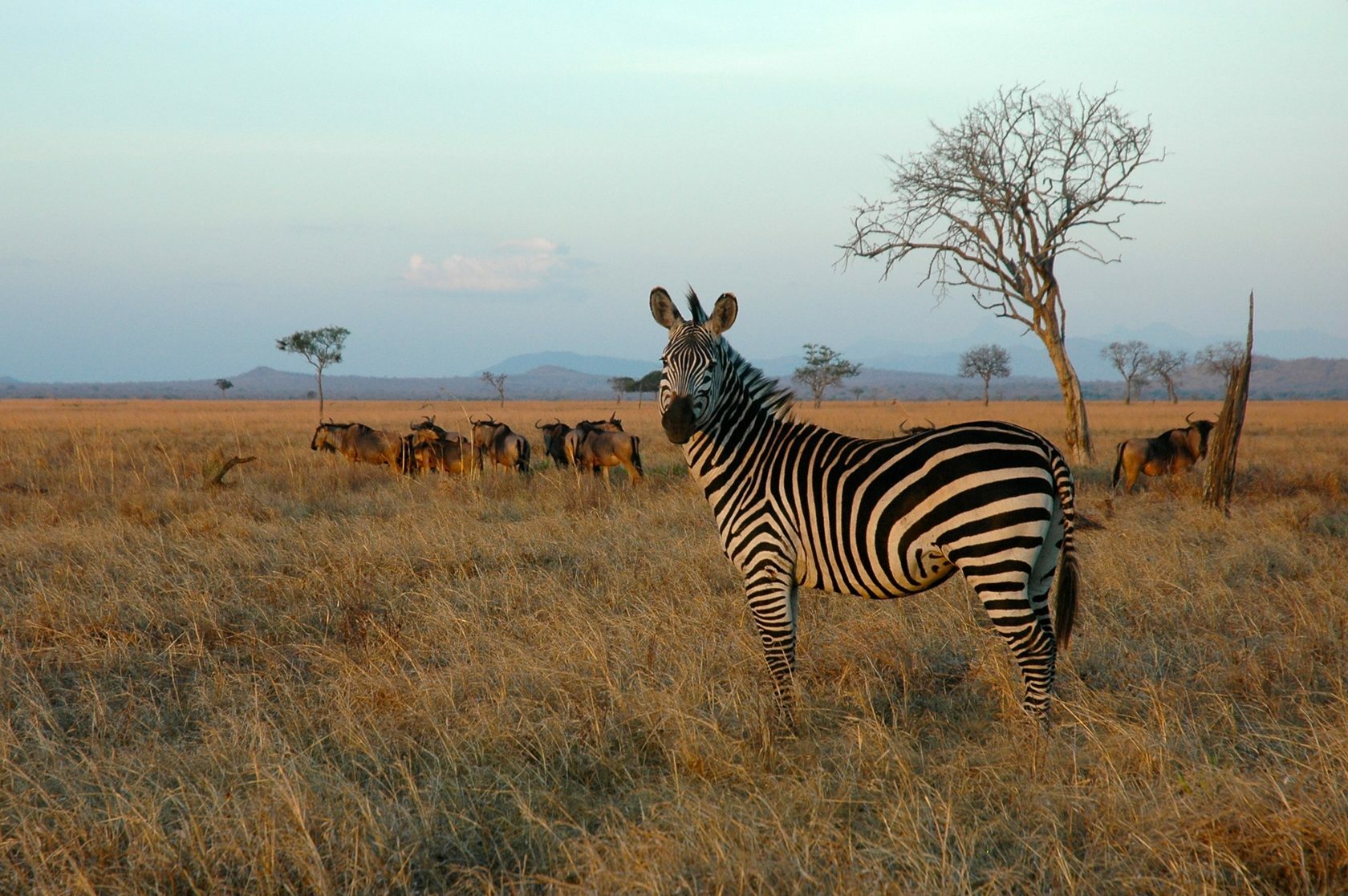 Саванной восточной африки. Парк Микуми Танзания. Национальный парк Микуми в Танзании. Сафари Микуми Танзания. Сафари в национальном парке Микуми.