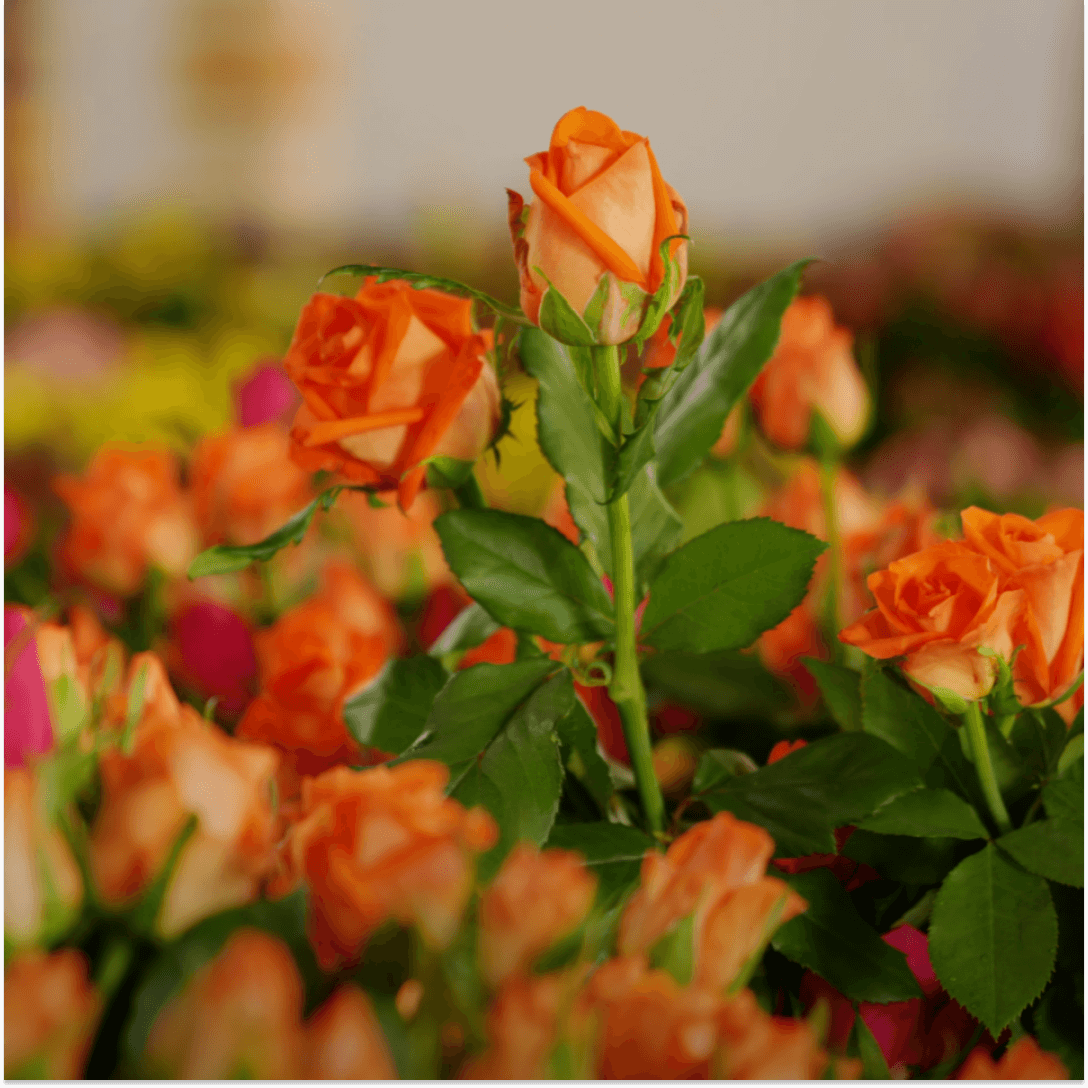 Плантация Lauren International Flowers, Кения