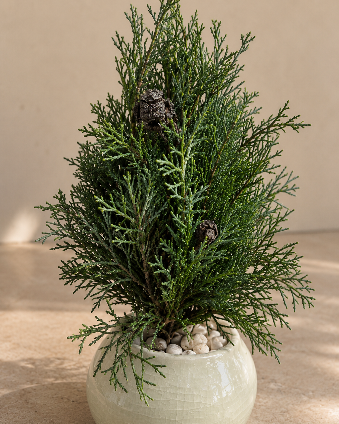 Cupressus sp.
