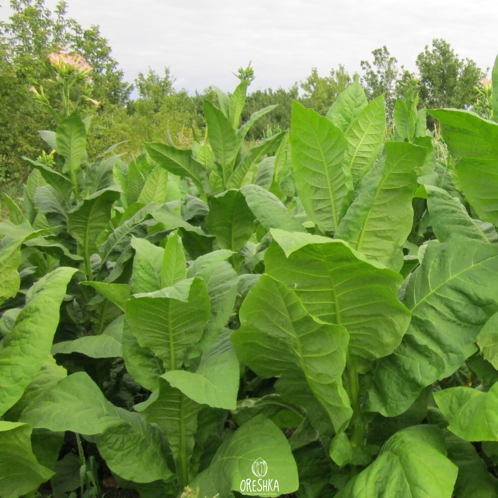 Seeds of Tobacco Burley-21 (Nicotiana tabacum) — 300 pcs
