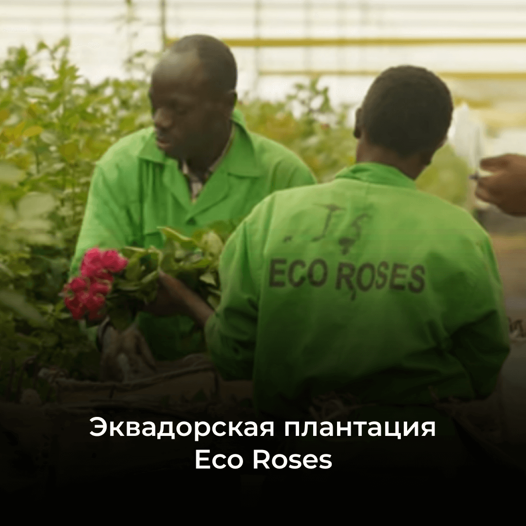 Плантация Eco Roses: одна из лучших ферм Эквадора с потрясающими розами