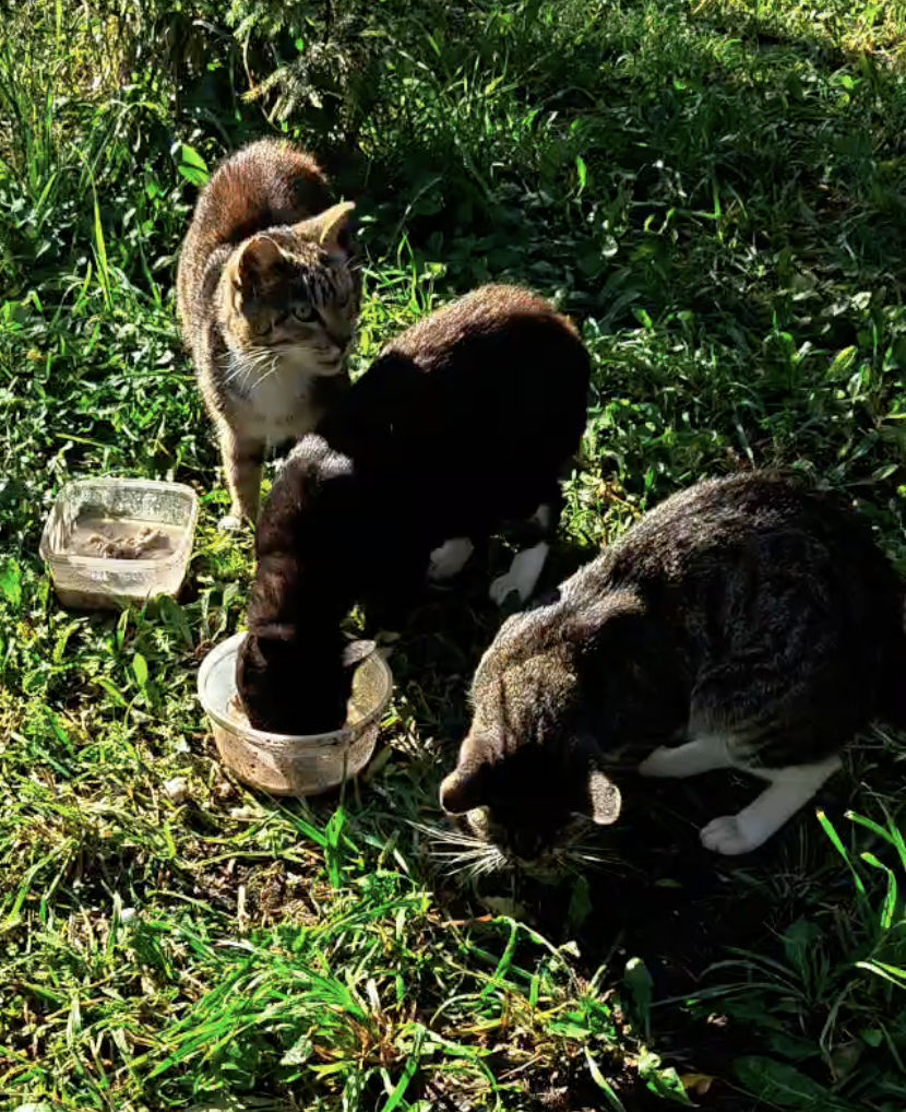 Кошки, которым нужны корм и средства ухода