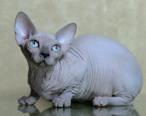 What is the influence of rizal's death image