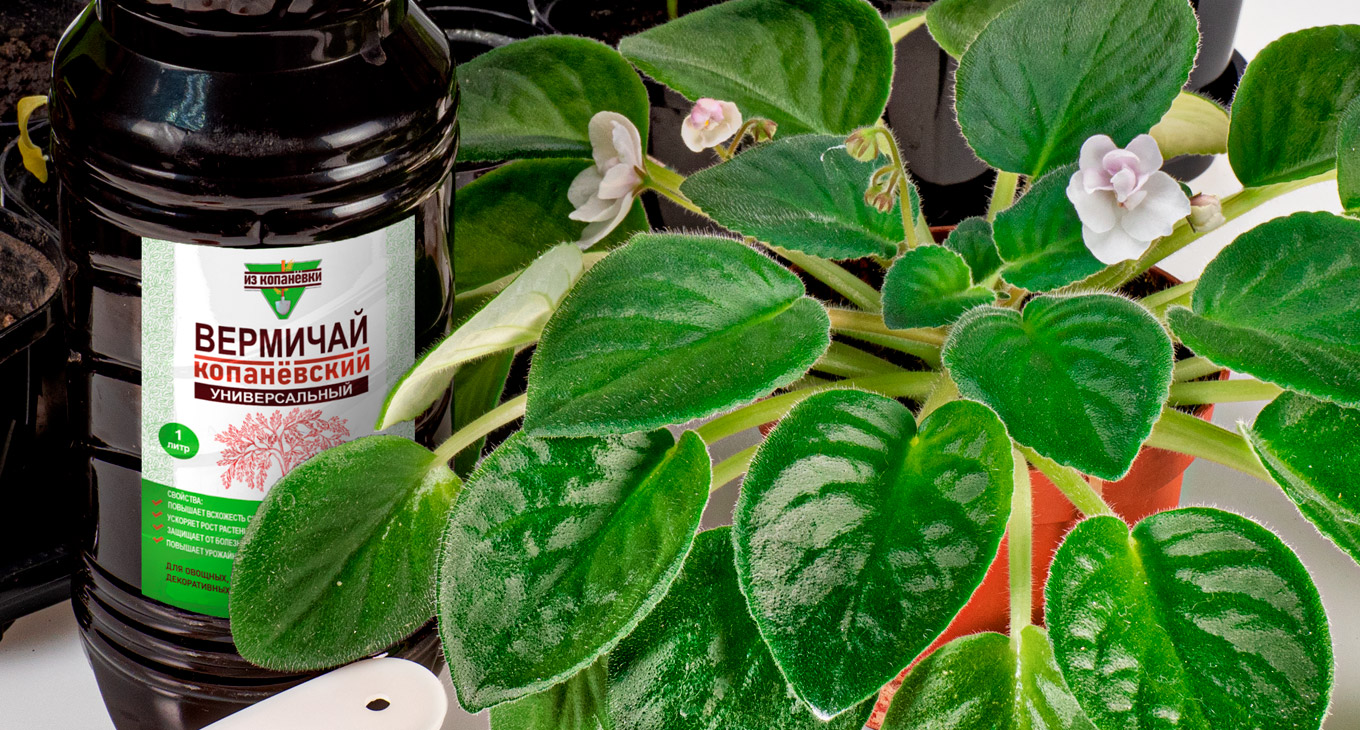 Как использовать биогумус жидкий для комнатных растений?