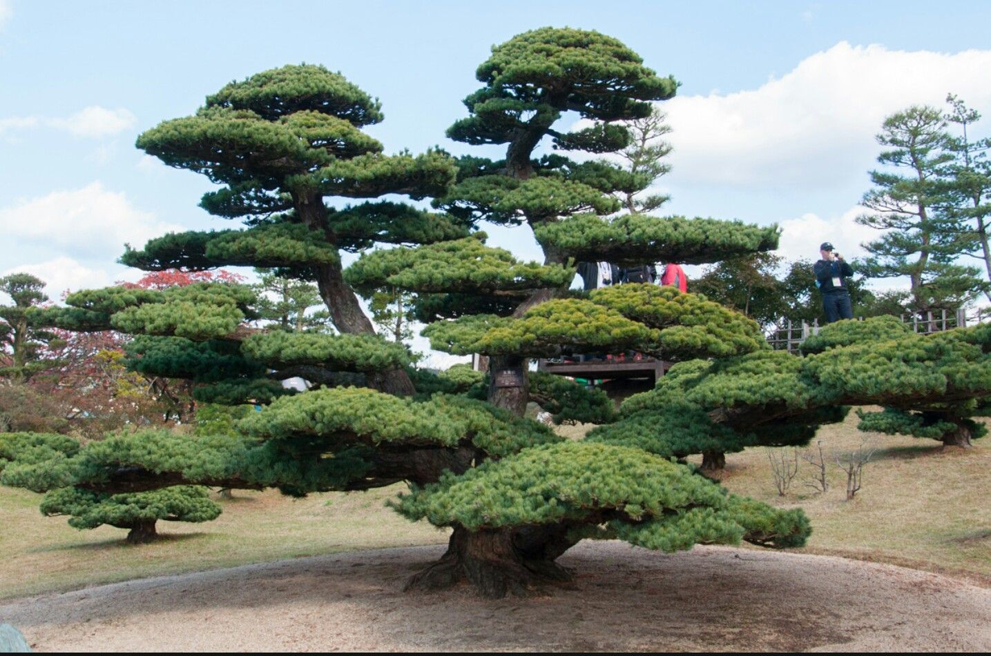 Сосна обыкновенная Эксклюзив (ниваки) Pinus Sylvestris Bonsai| Блог о  ландшафтном дизайне