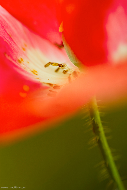 macro, macro flower, macro art, anna utkina, photography, macrophotograpy, floral art, макро, макрофотография, анна уткина