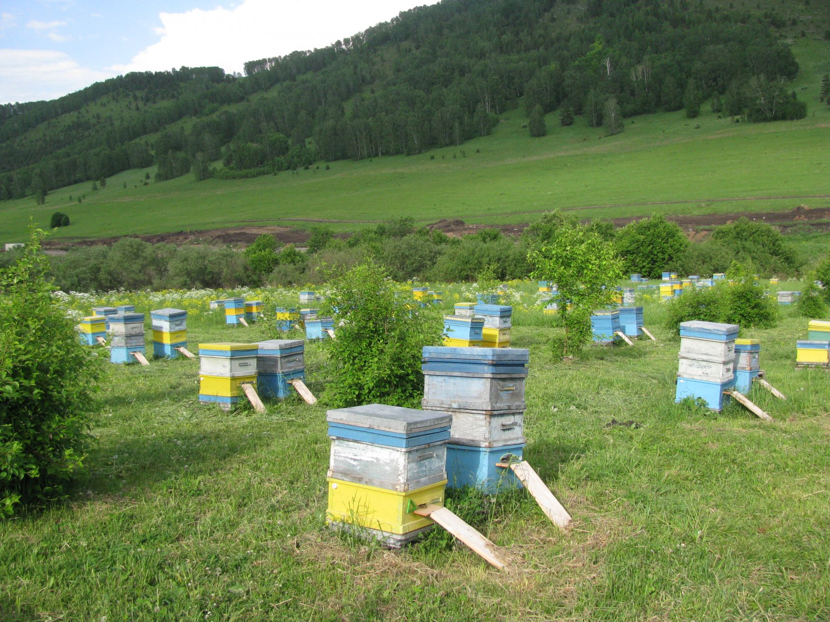 Ульи на пасеке