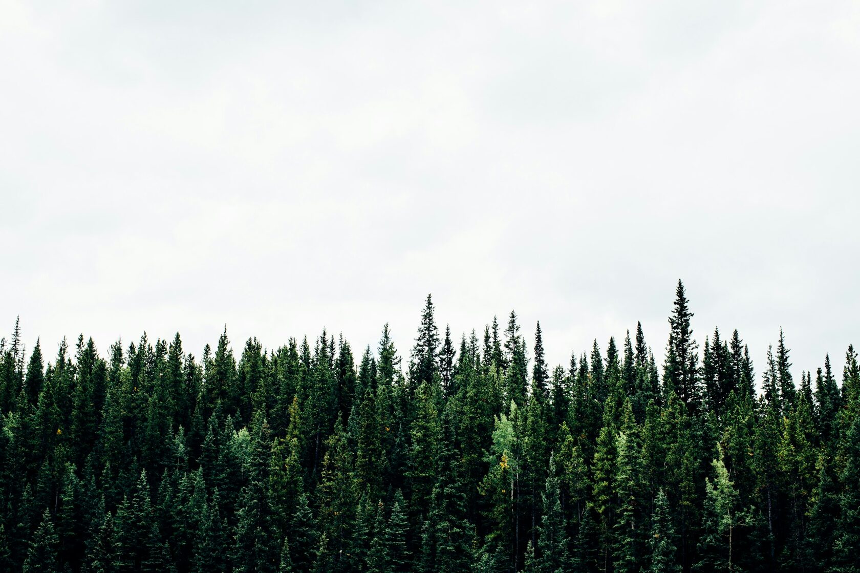 Dense forest with sun rays