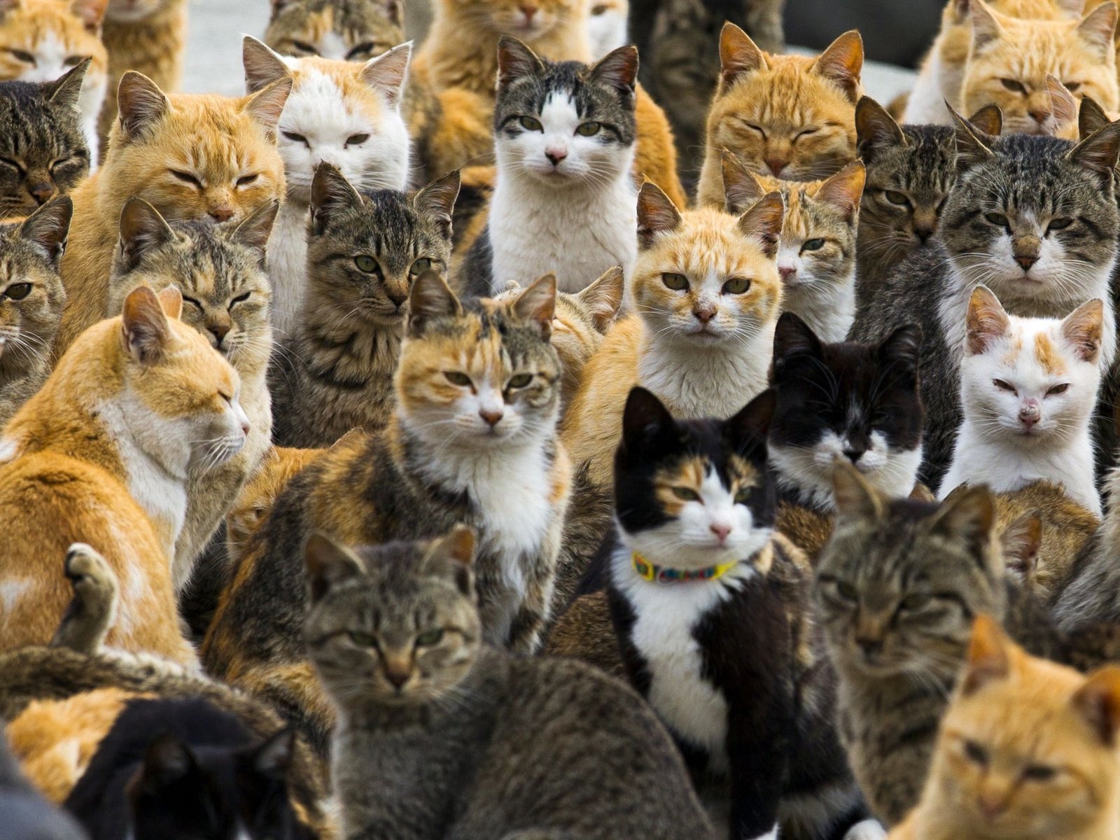 Много кисы. Аосима кошачий остров. Аошима остров кошек в Японии. Много котов. Много котят.
