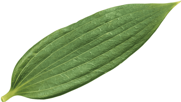 plant from creative design agency gigitalica