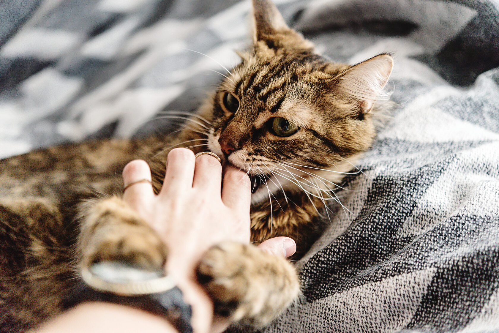 Как бороться с привычкой кошек кусаться и царапаться?