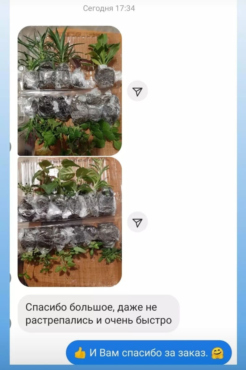 Рассада в Геленджике | интернет-магазин растений