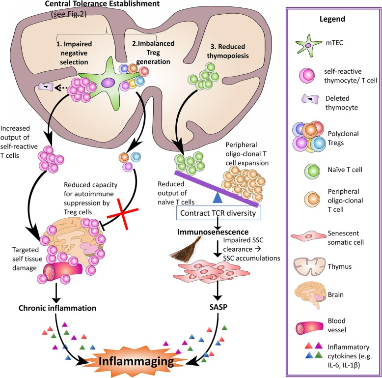 Инфламэйджинг и психическое здоровье
