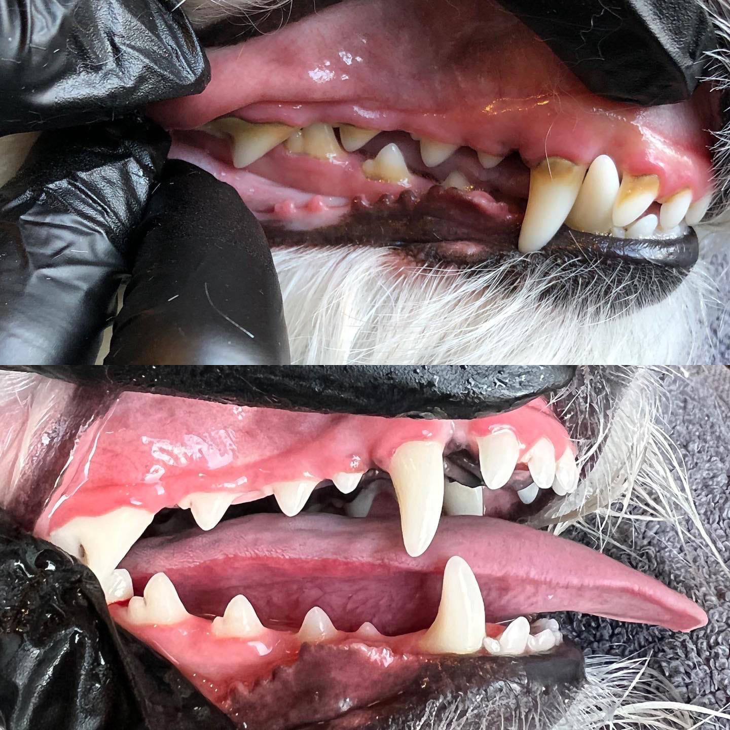 Смена молочных зубов у чихуахуа