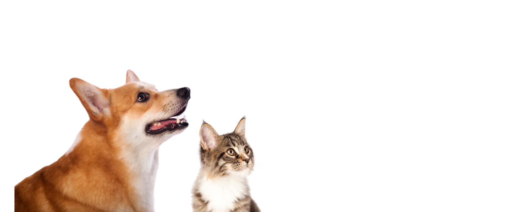 Инфекционный стационар