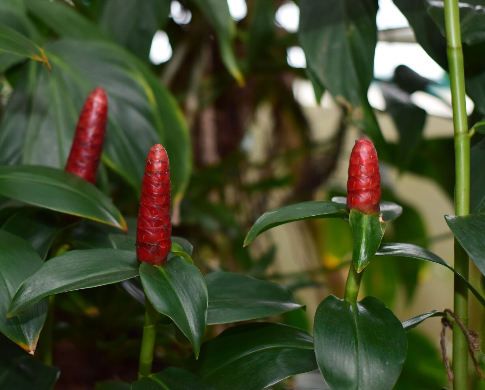 Спиральный имбирь. Ботанический сад КемГУ. Фото Журавлевой Л.В.