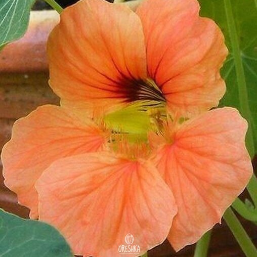 Seeds of Salmon Nasturtium (Tropaeolum) — 10 pcs