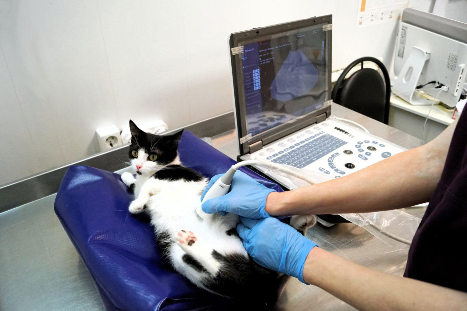Собака перед операцией. Ультразвуковое исследование кошки.