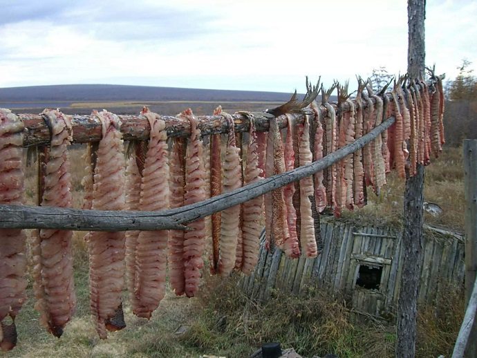 Юкола рыба фото как выглядит
