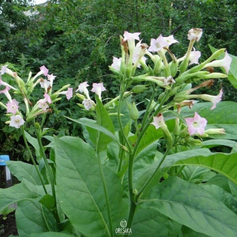 Complete Tobacco Types Guide — Oreshka Seeds