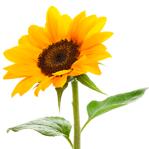 Нормы внесения Гумифулин и Органол для подсолнечника