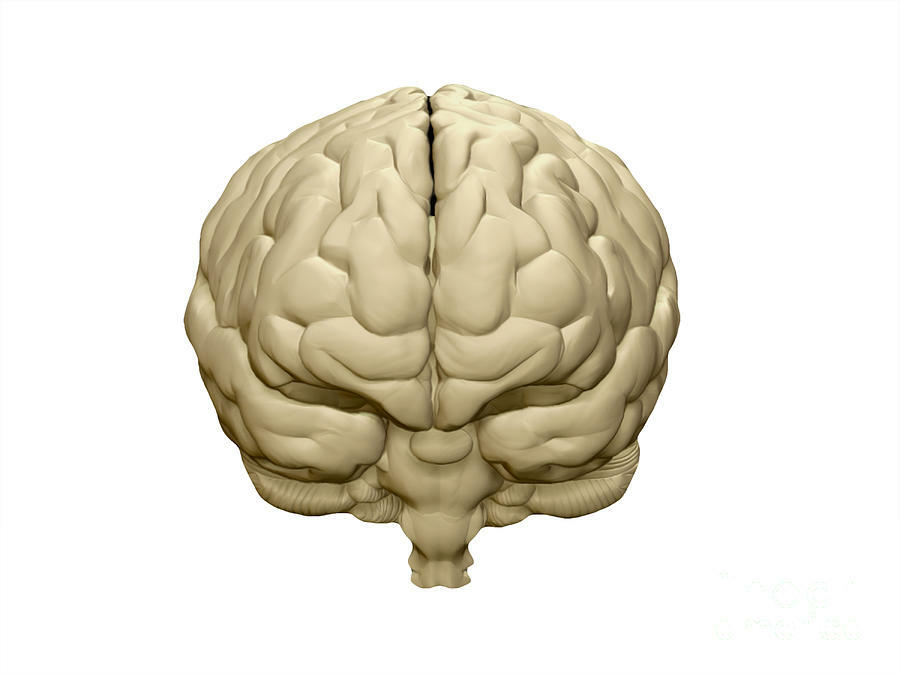 Brain h. Мозг человека спереди. Мозг вид спереди.
