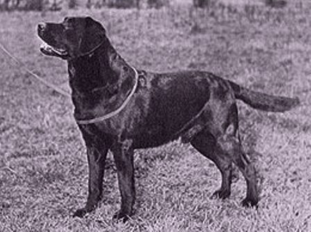 От какой породы собак произошли лабрадоры