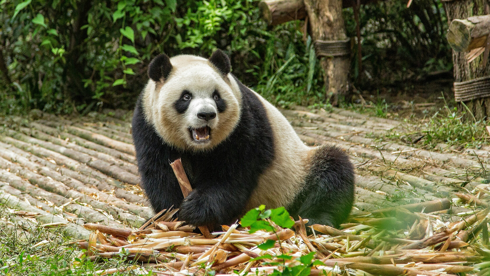 Путешествие в Чэнду