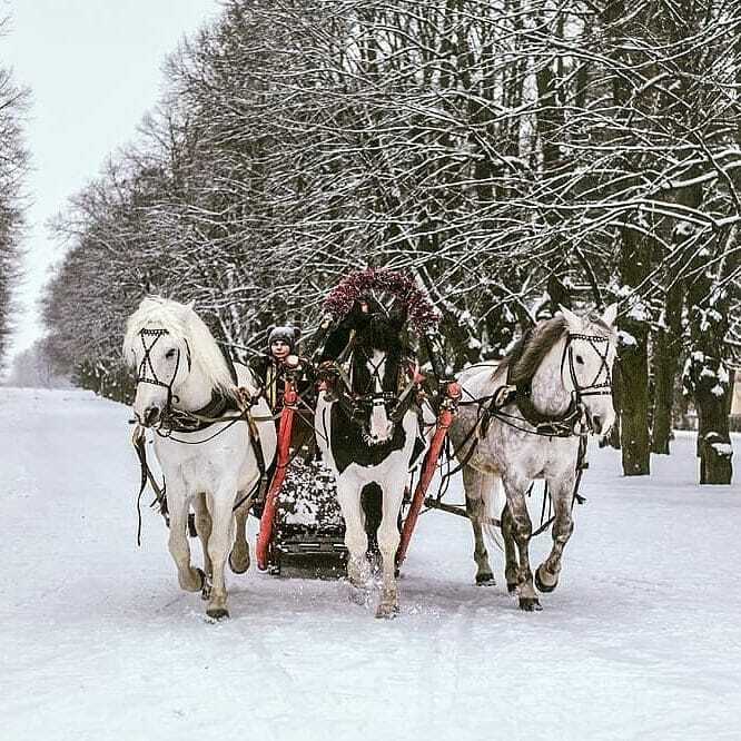 Конный клуб ковбой. Конный клуб ковбой Павловск. КСК ковбой Павловск. Конюшня ковбой в Павловске. КСК ковбой.