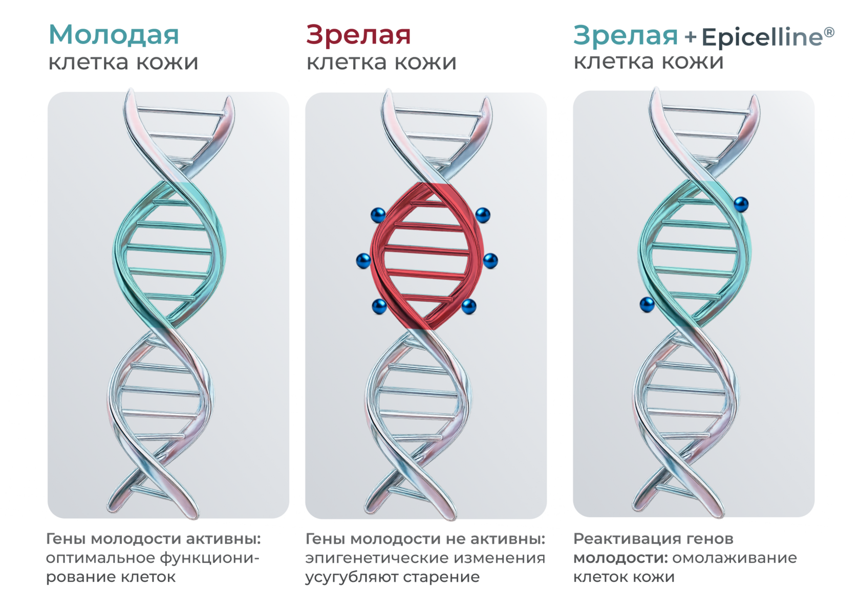 Схема действия Эпицеллина и изменения в клетках кожи