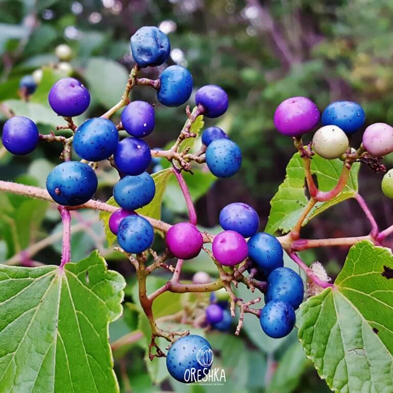 Climbing Plant & Liana Seeds — Oreshka Seeds