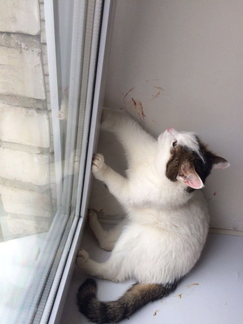 Кошка застряла. Коты застрявшие в окнах. Кошка застряла в окне. Кот на пластиковом окне. Вертикальное проветривание и кошки.