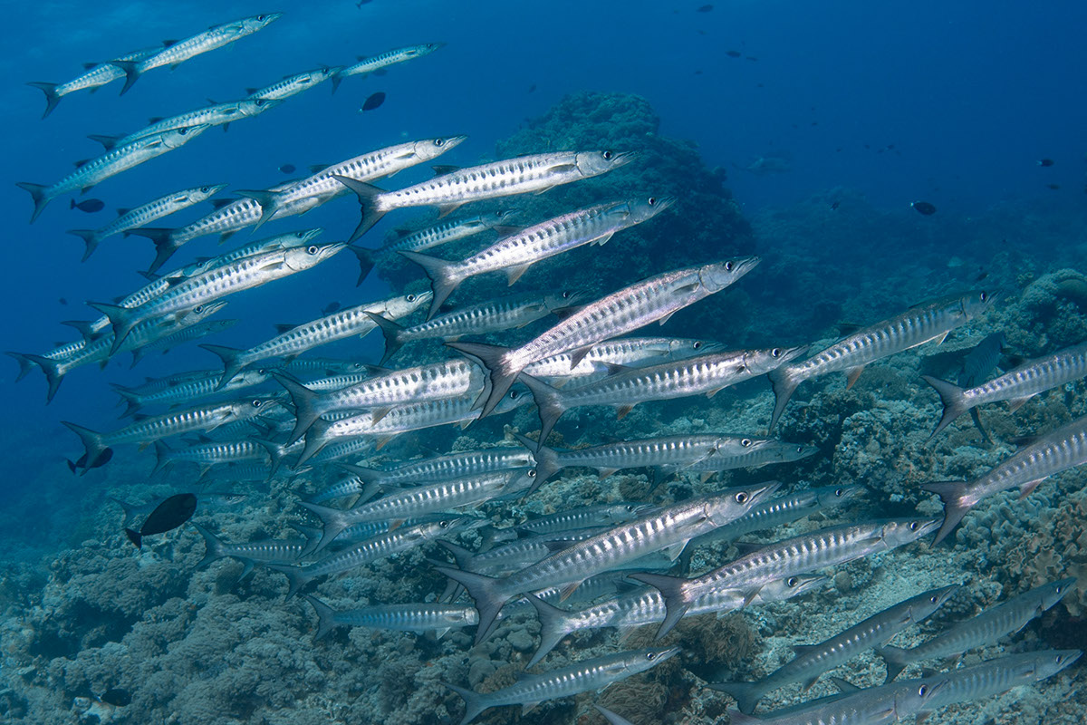 Красное море сафари